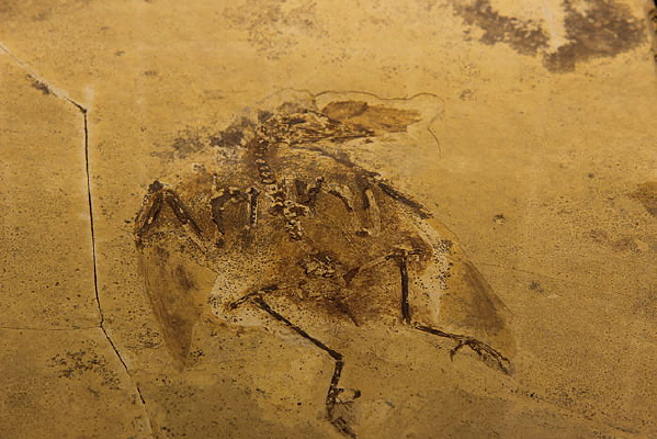 ��С������ʯ