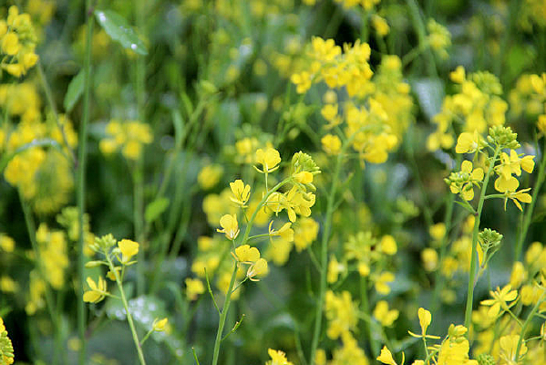 ��Ƶ��Ͳ˻�