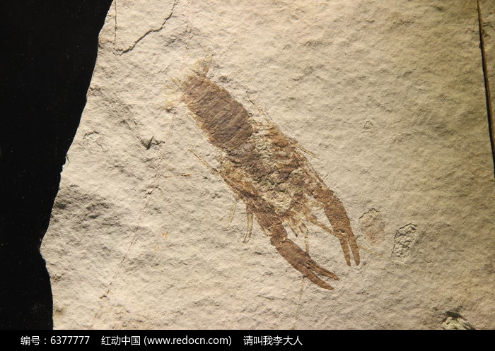 龙虾化石