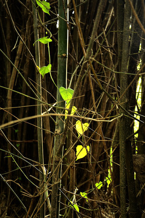 ��֦������