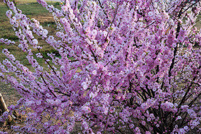 һ��ʢ������Ҷ÷