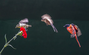 �����ʻ�����ֻ��