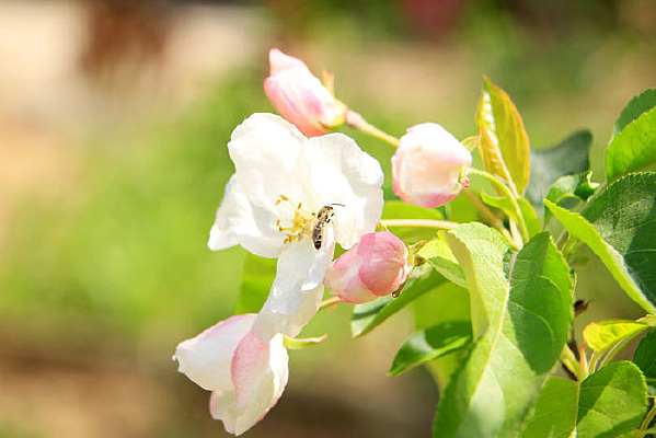 ���Ļ���