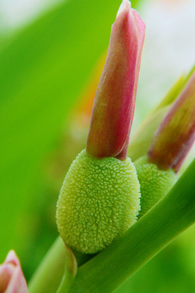 �ÿ��Ļ���