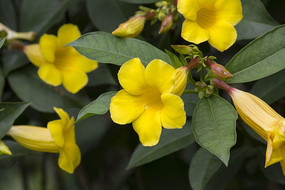 �Ʋ�����