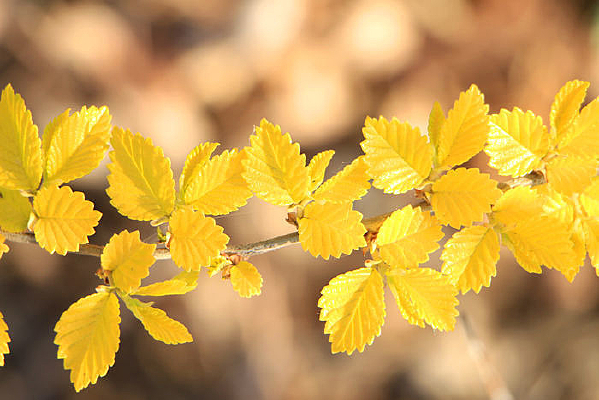 ��ɫҶƬ��֦Ҷ