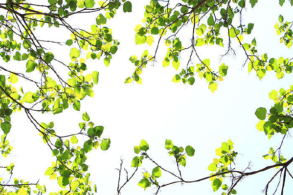 �����������Ҷ