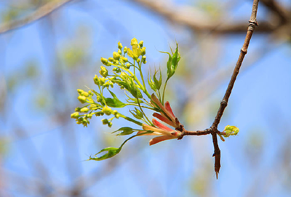 ������Ҷ