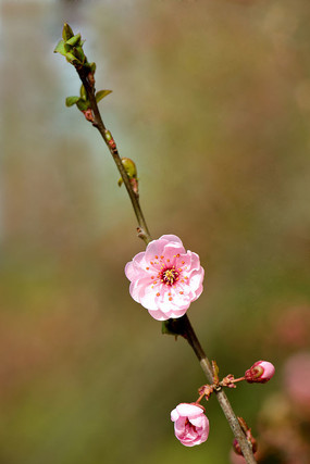 ÷������