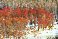 ѩԭ�������