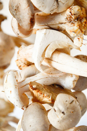 Ұ����Ģ��