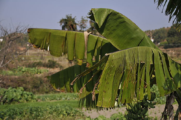 ��Ȼ����