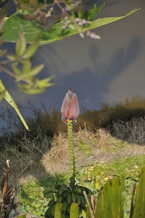 ��Ȼ����