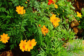 ��ɫС�ջ���