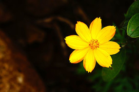 ��ɫСҰ�ջ�