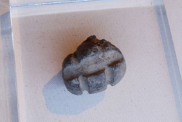 ����Ļ�����׹