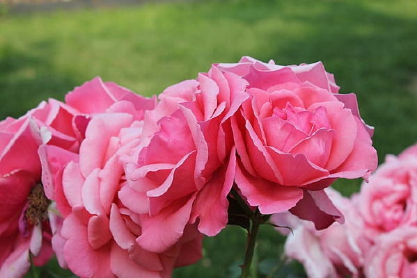 �̲ݵطۺ�ɫ����Ҷ�¼���