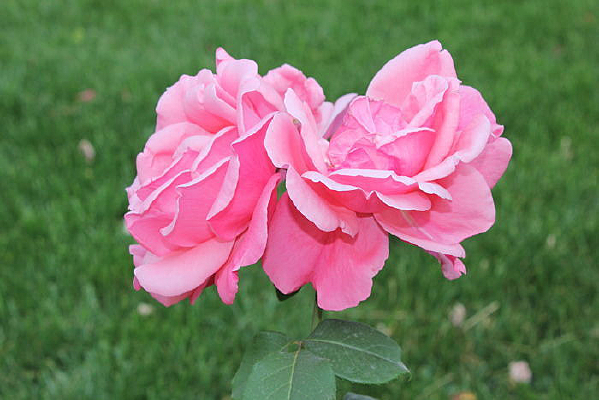 �̲ݵ���Ҷ�ۺ�ɫ�¼���