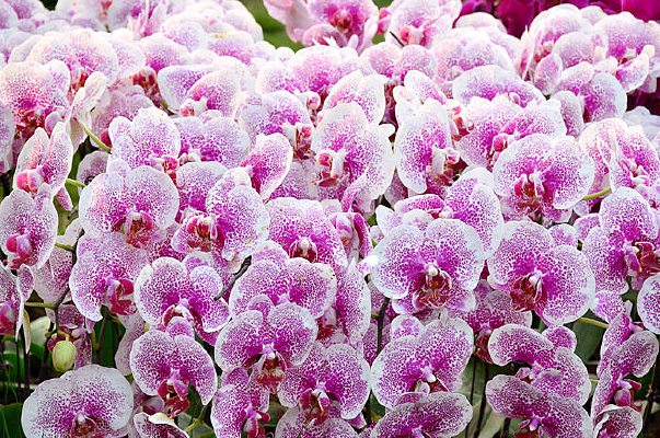 õ��ɫ�ĺ���������