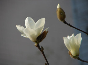 ʢ���İ�������