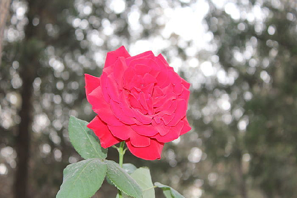 ���ֱ�����ɫ����Ҷ�¼���