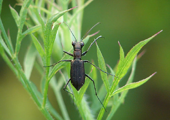 �ǰ߻�������