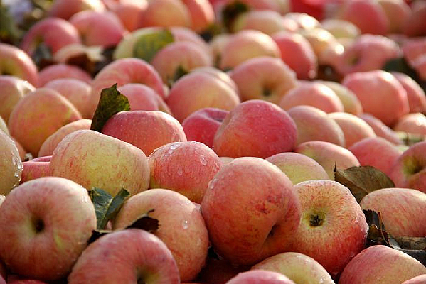 һ��ƻ��������Ӱͼ