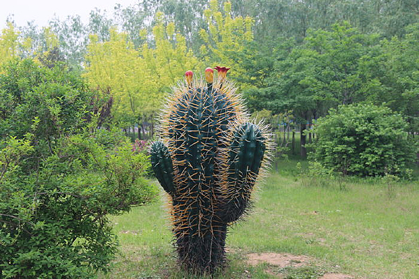 �����Ƶ���