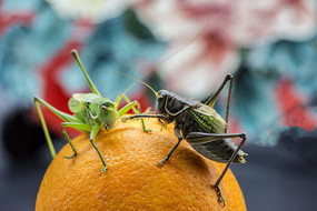 ���ŵ���ֻ����