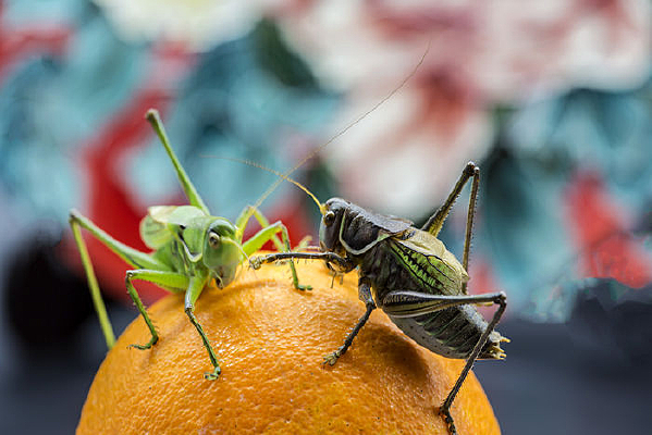 ���ŵ���ֻ����