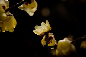 ��ɫ������÷