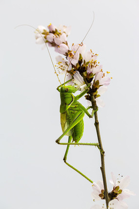 ������Ƭ