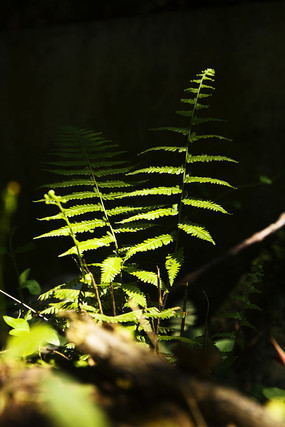 �����µ���ɫé��