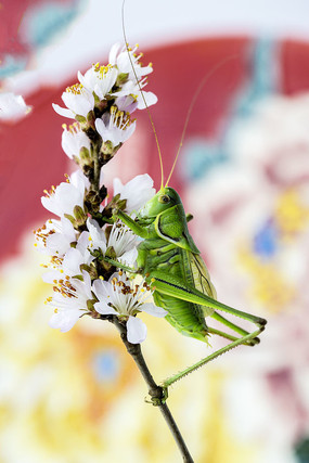 ������׻�