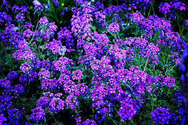 С��԰ֲ�ﱳ��