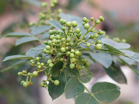 ������ʵ