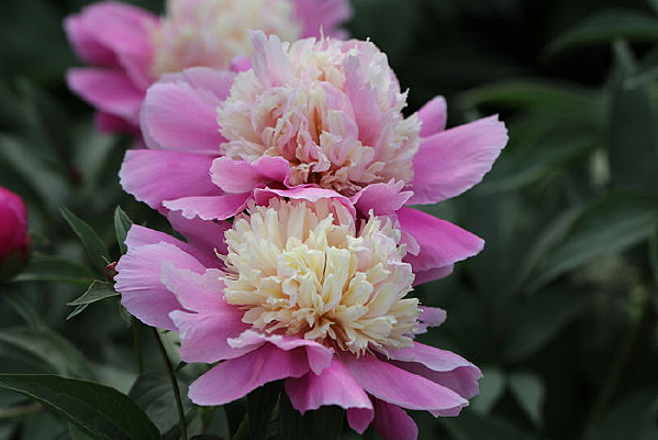 һ����ҩ��