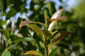 �����Ļ���