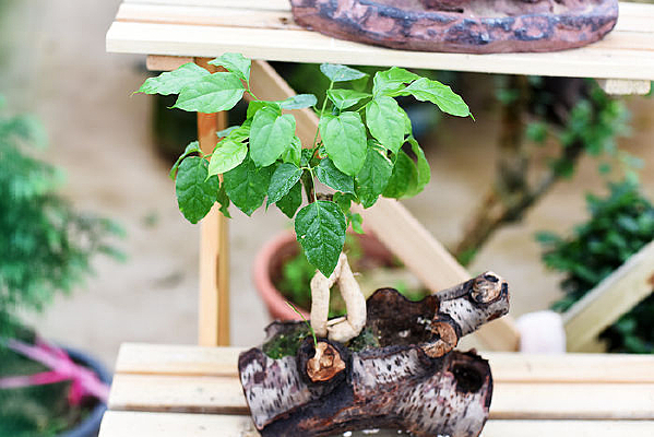 ����ֲ������