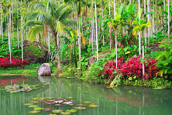 ������ľ