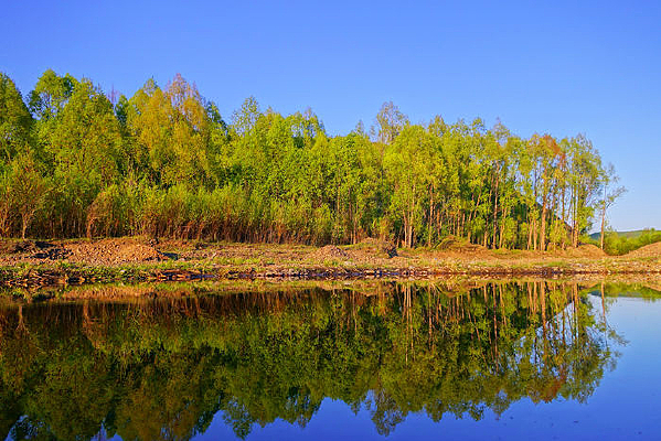 ����ɭ��