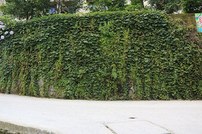 ïʢ����ɽ��ͼƬ