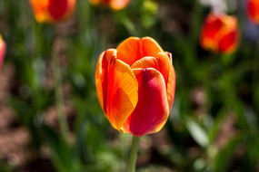 ����к�ɫ������