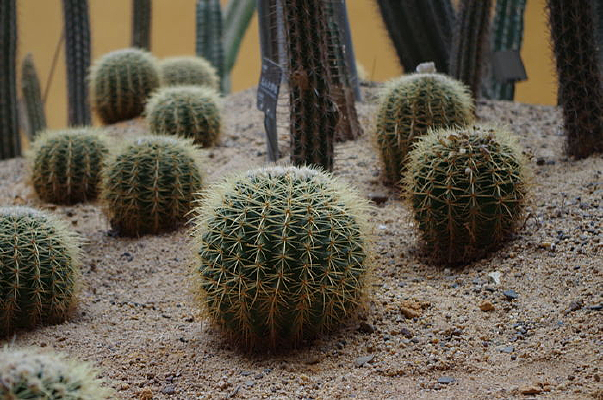 ɳĮ������