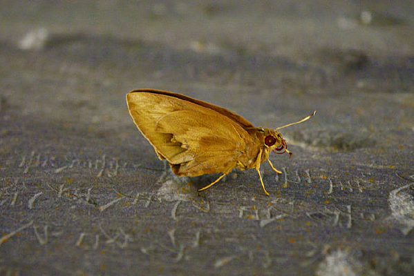 ʯ���ϵĺ���