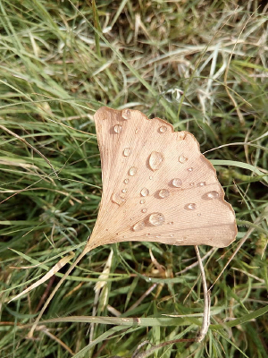 ������¶