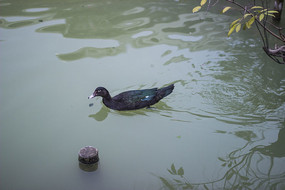 �ζ���Ѽ��