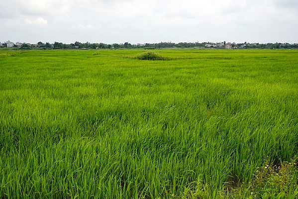 ��ɫˮ����Ұ