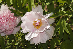 ��ɫĵ����