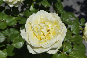 ���ɫ�¼���